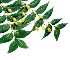 Skin Soothing Salve 45gms